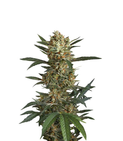 Сорт Original Amnesia fem (Dinafem Seeds)