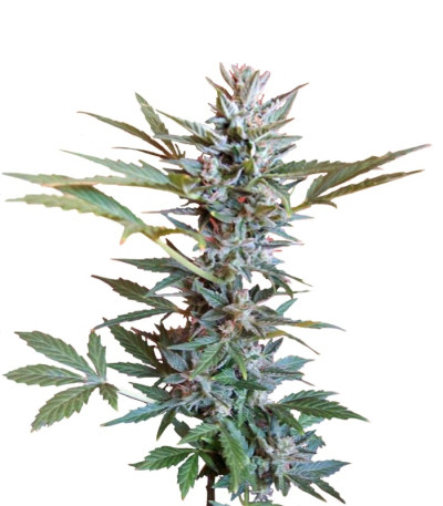 Сорт Speed Devil Auto fem (Sweet Seeds)