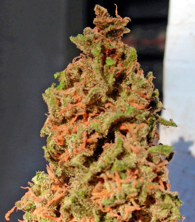 Сорт White Widow Automatic fem (Dinafem Seeds)