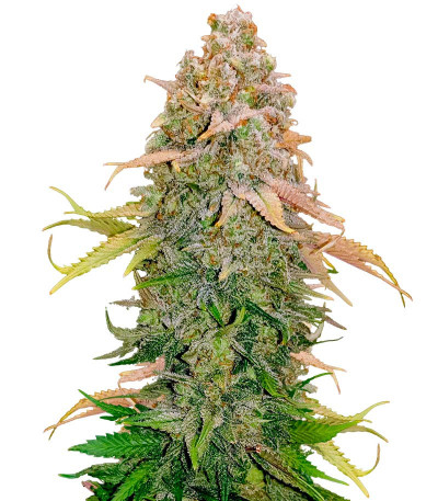 Сорт Runtz fem (Barney's Farm)