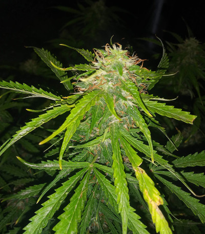 Микс семян Auto Collection #2 (00 Seeds)