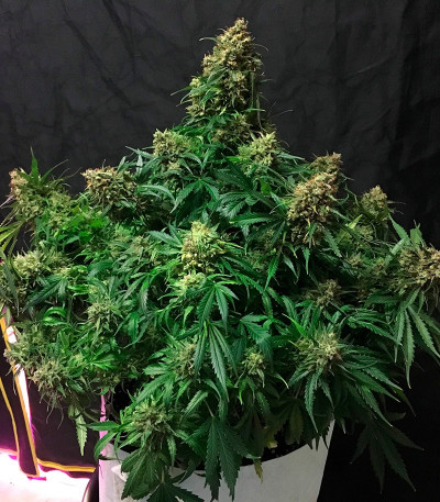 Сорт Auto Glueberry O.G. fem (Dutch Passion)