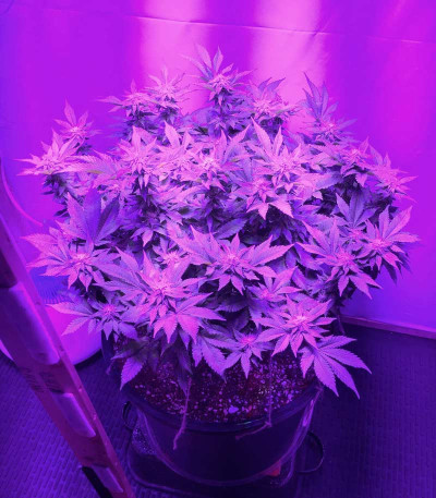 Сорт Blue Pyramid fem (Pyramid Seeds)