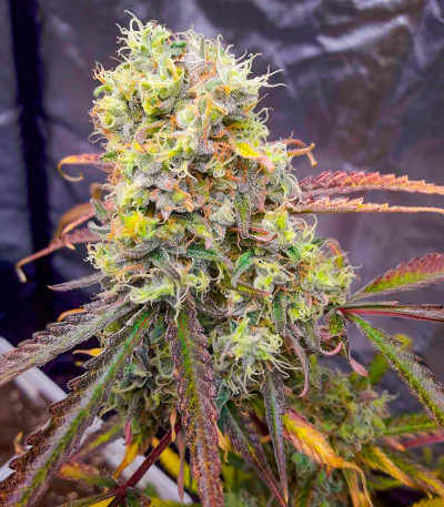 Сорт Critical XXL fem (Herbies Seeds)