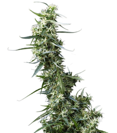 Сорт Greenhouse Thai fem