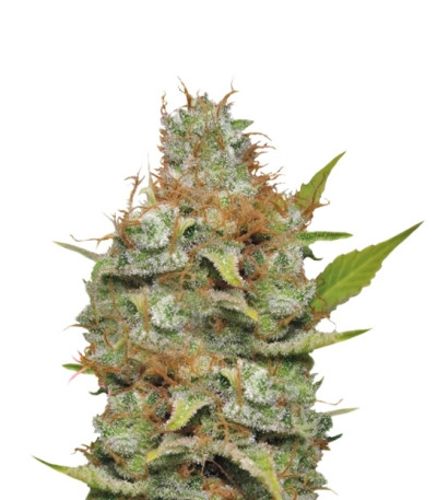 Сорт Kali Dog fem (Royal Queen Seeds)