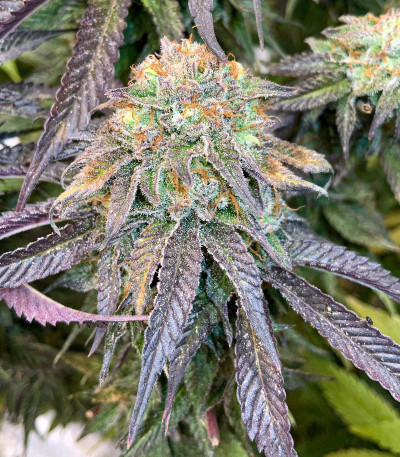 Сорт Mimosa X Orange Punch fem (Barney's Farm)