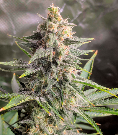 Сорт Pink Rozay fem (Original Sensible Seeds)