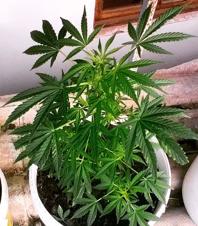 Сорт Critical Chronic fem (Sumo Seeds)