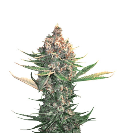 Сорт Dawg Star Kush fem