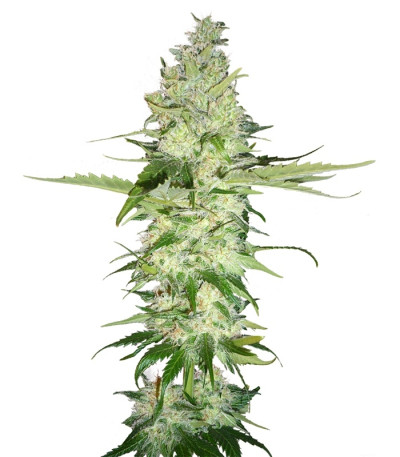 Сорт Wonder Woman fem (Nirvana Seeds)