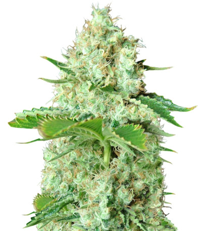 Сорт Bubblicious fem (Resin Seeds)