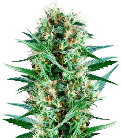 Сорт Royal Cookies fem (Royal Queen Seeds)