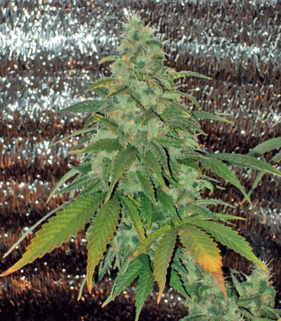 Сорт AK-47 fem (Serious Seeds)