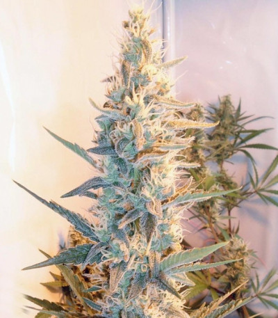 Сорт Outdoor Grapefruit fem (Female Seeds)