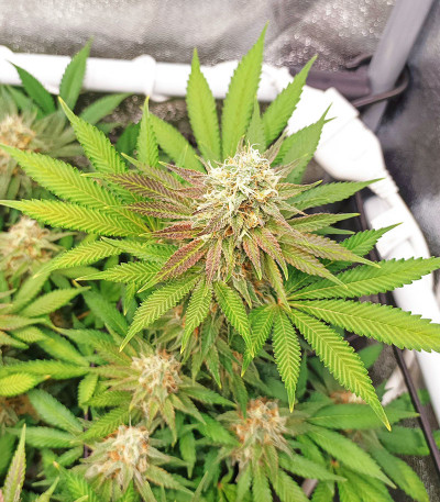 Сорт Punch Punch Gelato #33 Auto fem (Cali Buds Seeds)