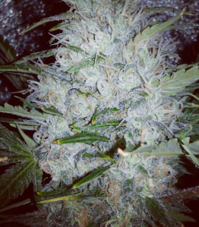 Сорт Pure AK fem (Female Seeds)