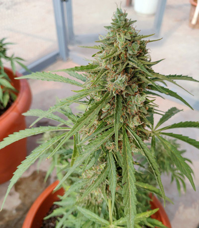 Сорт Auto Lennon fem (Pyramid Seeds)