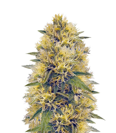 Сорт Big Bud fem (Vision Seeds)