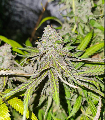 Сорт Triple G fem (Royal Queen Seeds)