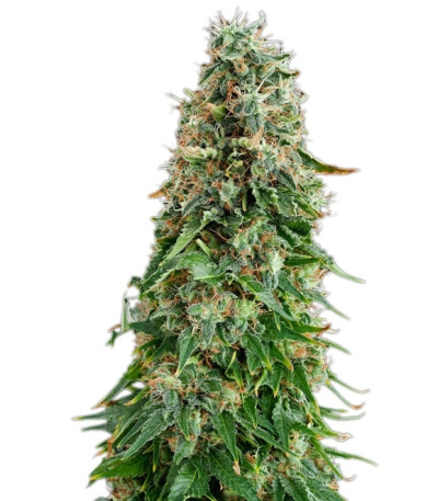 Сорт White Siberian fem (Dinafem Seeds)