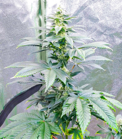 Сорт Bay Burger fem (Delicious Seeds)