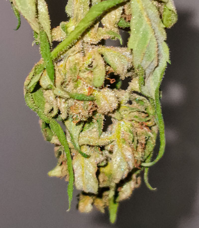 Сорт GMO Auto fem (Barney's Farm)