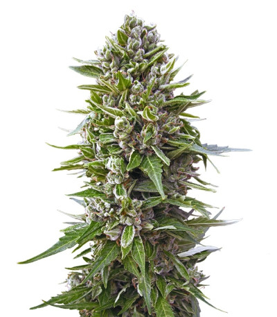 Сорт Auto Northern Lights fem (00 Seeds)