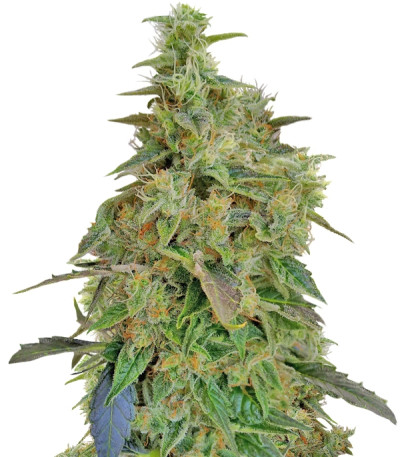 Сорт Dieseltonic fem (Resin Seeds)