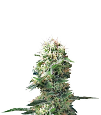 Сорт Dance World fem (Royal Queen Seeds)