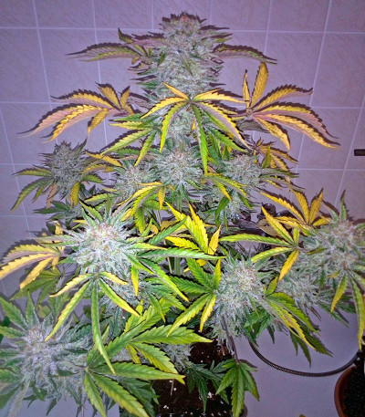 Сорт Industrial Plant Autoflowering CBD fem