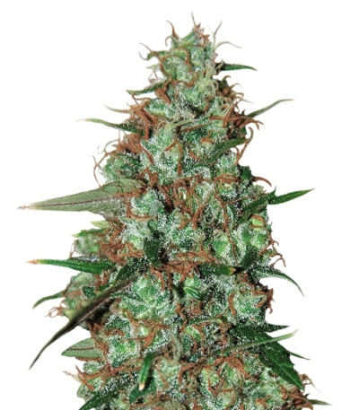 Сорт Wild Thailand Ryder auto fem (World of Seeds)