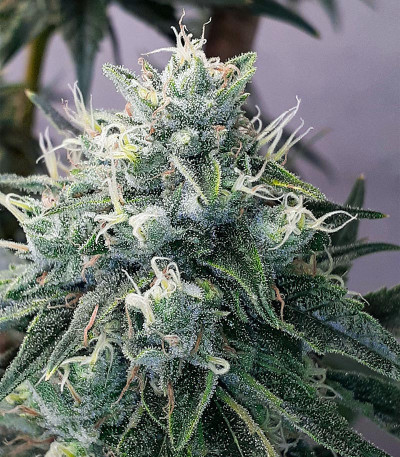 Сорт Alpha 21 fem (AlphaFem Seeds)