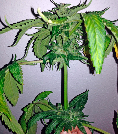 Сорт Caramel Kush fem (00 Seeds)