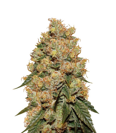 Сорт HulkBerry fem (Royal Queen Seeds)