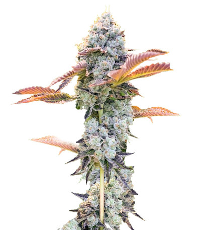 Сорт Bay Burger fem (Delicious Seeds)