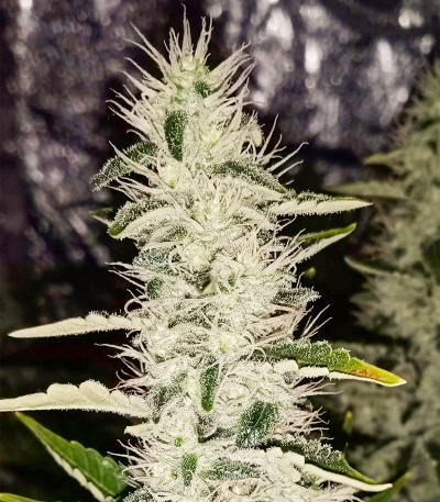 Сорт Forbidden Gorilla Blue fem (Advanced Seeds)