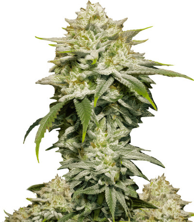 Сорт Gorilla Cookies FF fem (FastBuds)