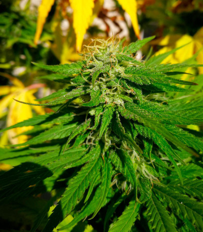 Сорт Haze Berry fem (Royal Queen Seeds)