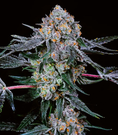 Сорт High Society fem (Compound Genetics)