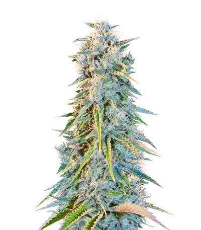 Сорт Blue Fire fem (Humboldt Seeds)