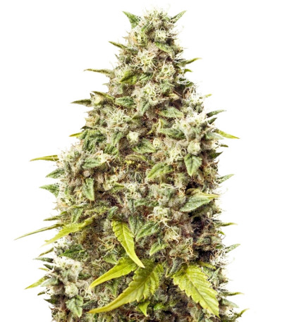 Сорт Grapefruit fem (Female Seeds)