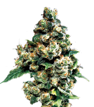 Сорт Jack Herer fem (Green House Seeds)