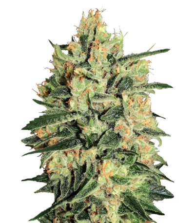 Сорт Durga Mata II CBD fem (Paradise Seeds)