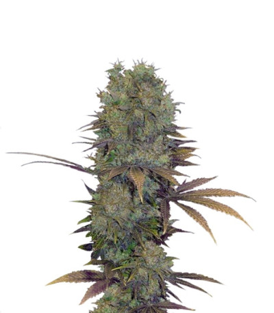 Сорт Landysh fem (VIP seeds)