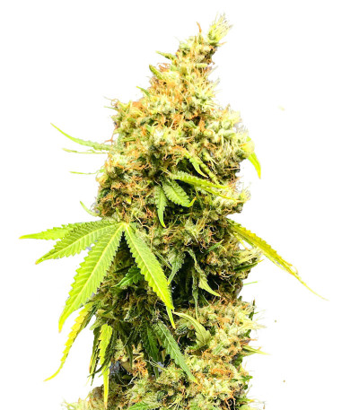 Сорт Royal Runtz fem (Royal Queen Seeds)