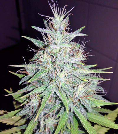 Сорт Auto Tutankhamon fem (Pyramid Seeds)