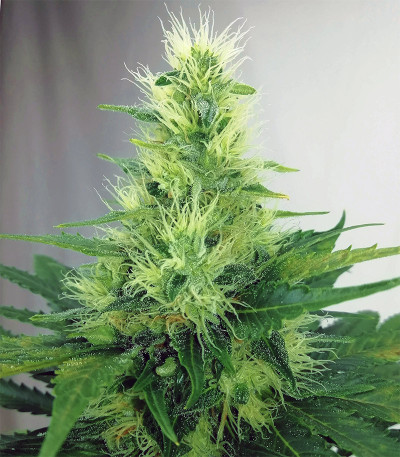 Сорт NYC Diesel fem (Sweet Seeds)