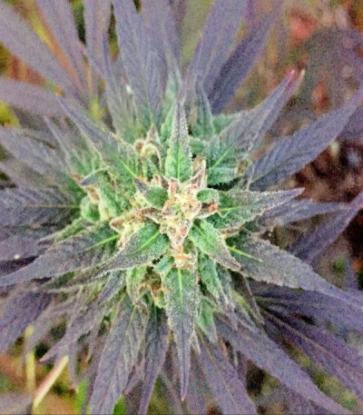 Сорт Unknown Kush fem (Delicious Seeds)