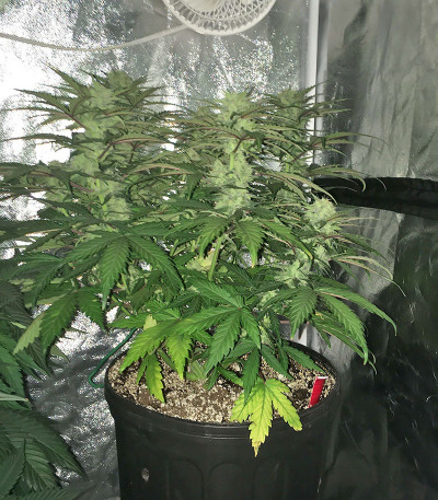 Сорт Chocolate Orange Auto fem (Dr. Krippling Seeds)